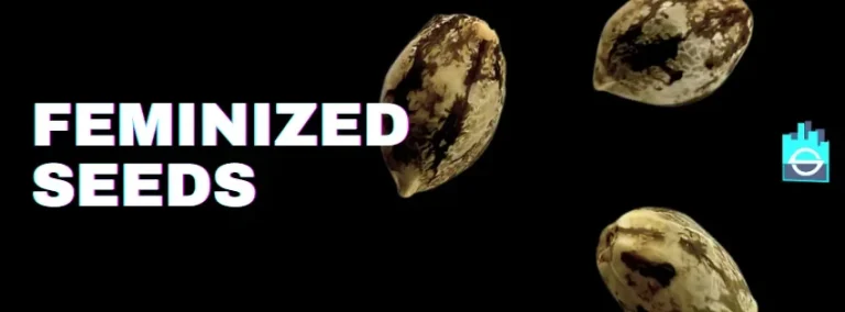 Feminisierte Cannabis Samen kaufen