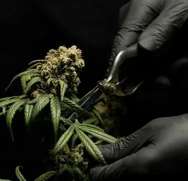 Growshop